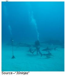 Underwater Adventure – We admit it, diving into waters where you know there are going to be sharks isn’t for everyone. Smithingham’s shark adventure gives people an up close and personal experience of almost interacting with sharks without getting wet.